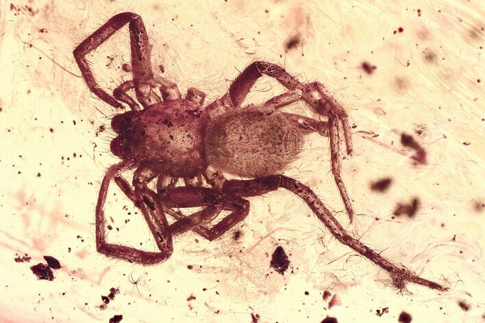 Fossil Crane Fly with Two Spiders In Baltic Amber #346380